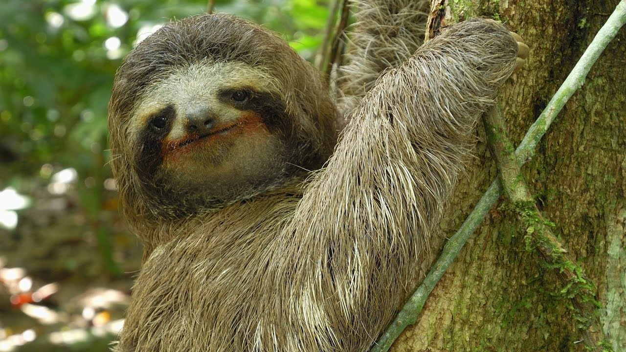 Sloth Review and Opinion